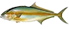 Amberjack — targeted on 6hr Big Fish live bait trips out of Carolina Beach