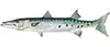 Barracuda — caught on Carolina Beach live bait charters