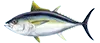 Sailfish — targeted on live bait Big Fish trips