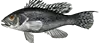 Black Seabass — popular with kids and families on bottom trips