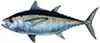 Amberjack — caught offshore on 8-hour trips