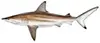 Sharks — available on 6 hour half-day charters (summer only)