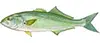 Bluefish — available on 4 hour half-day charters