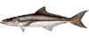 Cobia — found near wrecks and structure offshore