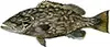 Gag Grouper — occasionally caught while bottom fishing offshore