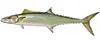 King Mackerel — available on 5 hour half-day charters