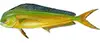 Mahi-Mahi — sometimes caught on longer 3/4 day charters