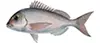 Pink Snapper — found near ledges and reefs