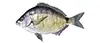 Ringtail Porgy — popular with kids and families on bottom trips