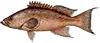 Scamp Grouper — occasionally caught while bottom fishing offshore