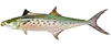 Spanish Mackerel — available on 3 hour half-day charters