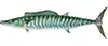 King Mackerel — targeted on 3/4 day charters