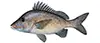 White Grunt (Gray Snapper) — caught on bottom fishing trips
