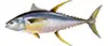 Barrcuda — targeted on live bait Big Fish trips