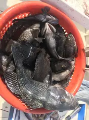 2019 Carolina Beach Fishing Photo - Wild Rover III